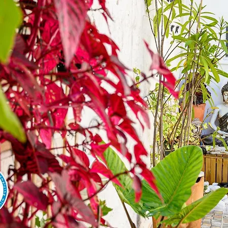 בית נופש Terrace House מטוסיניוס
